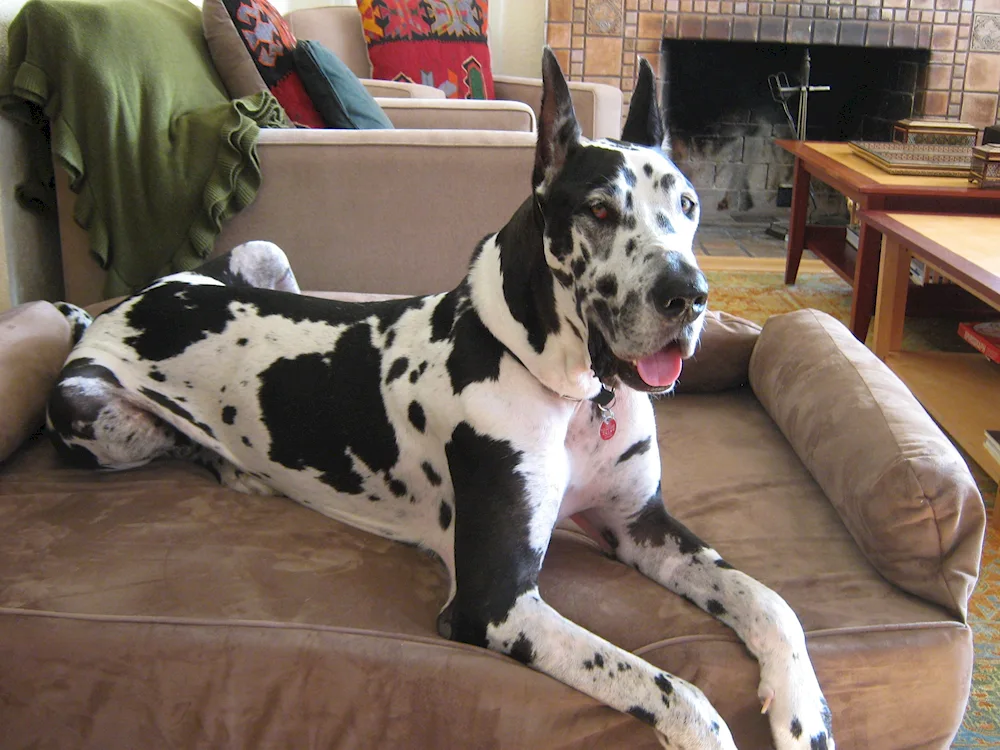 Marbled Dane Harlequin