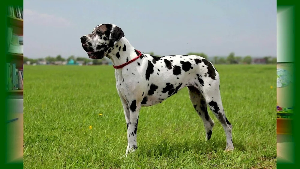 King's Marbled Dane Royal Purebred