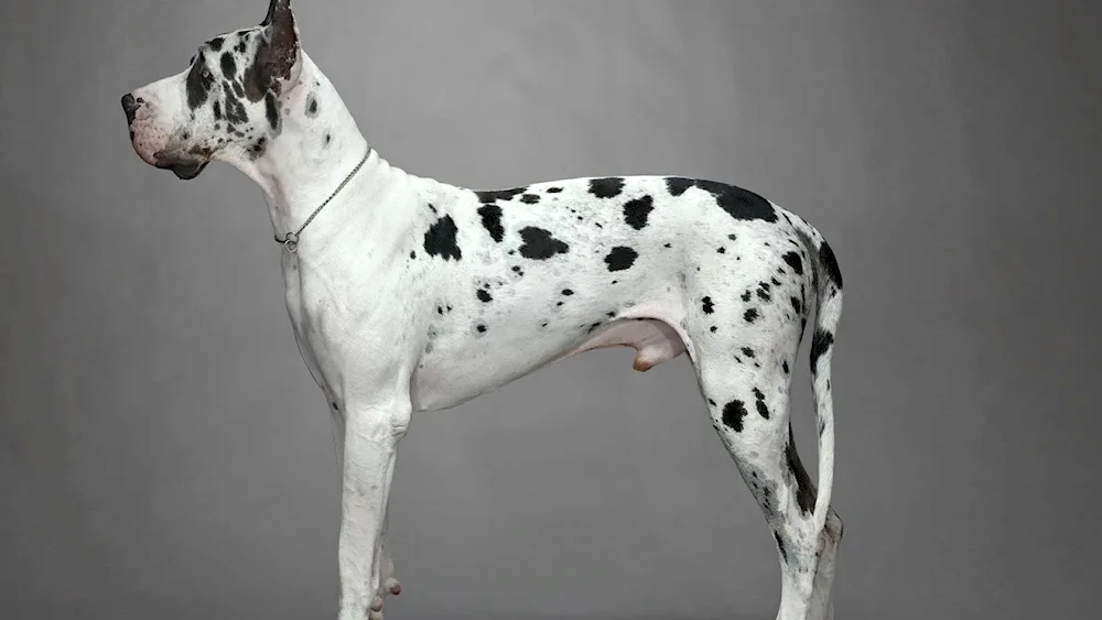 Marbled Royal Dog