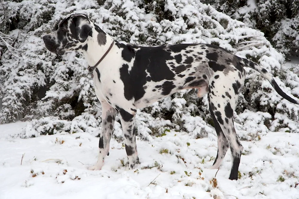 Marbled Royal Dog