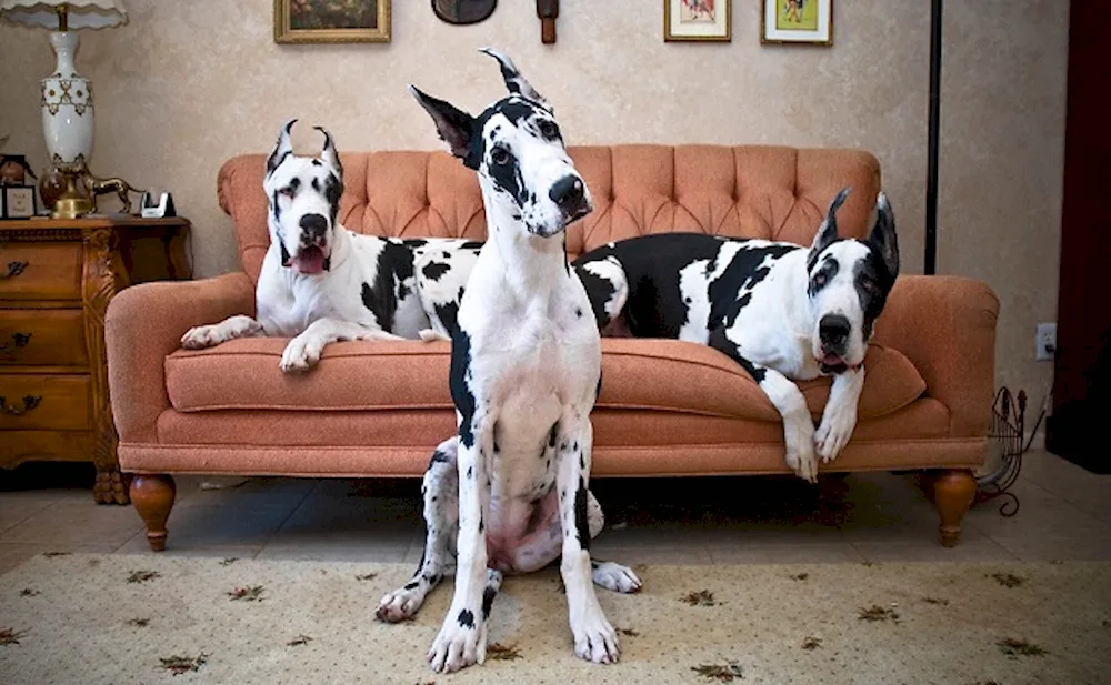 Great Dane dog