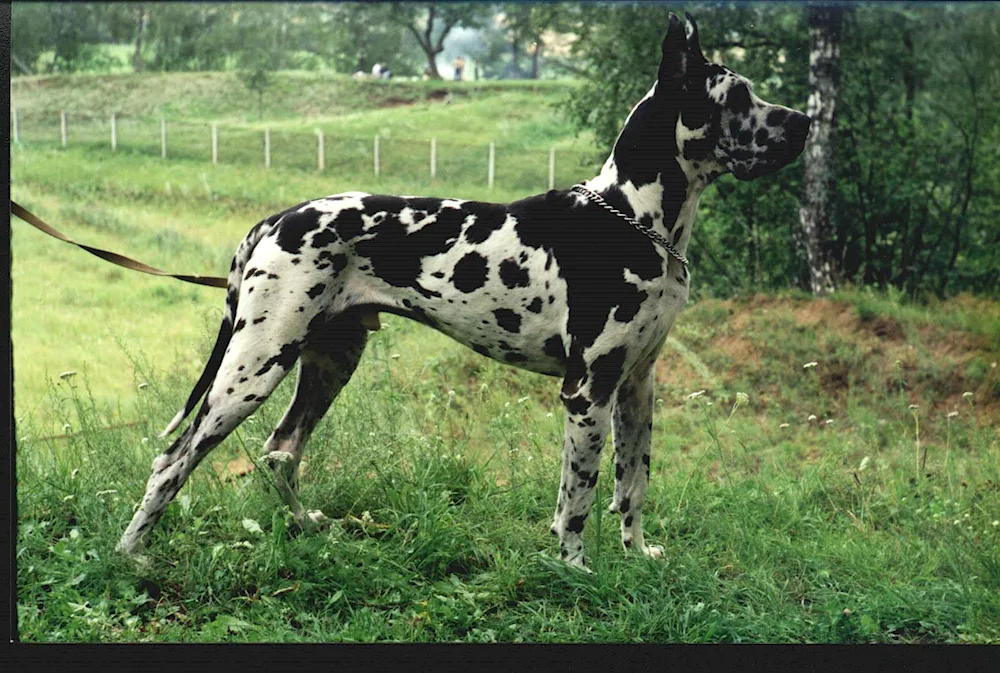 Great Dane dog