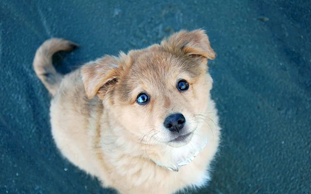 Black Mongrel Dog