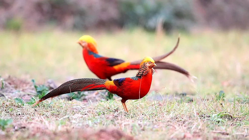 King pheasant female