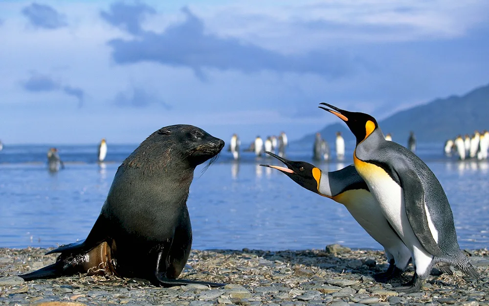 The Royal and Antarctic Penguin