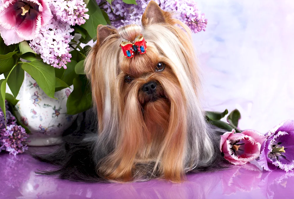 King Yorkshire Terrier