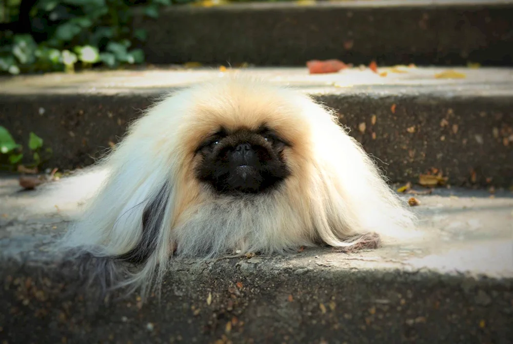 Imperial Pekingese white