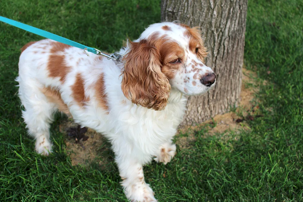 King Charles spaniel