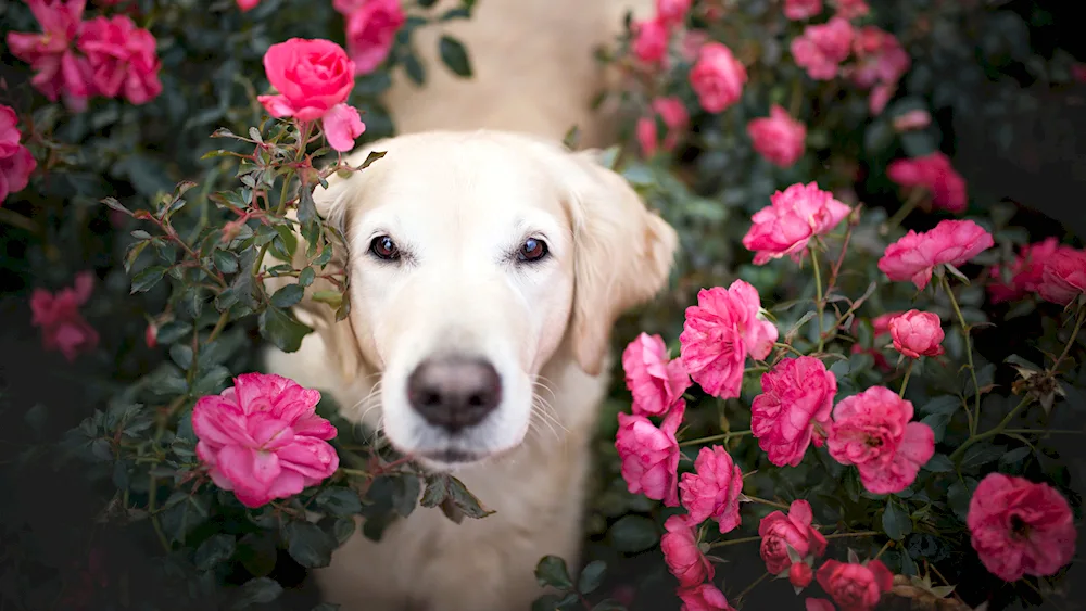King Labrador