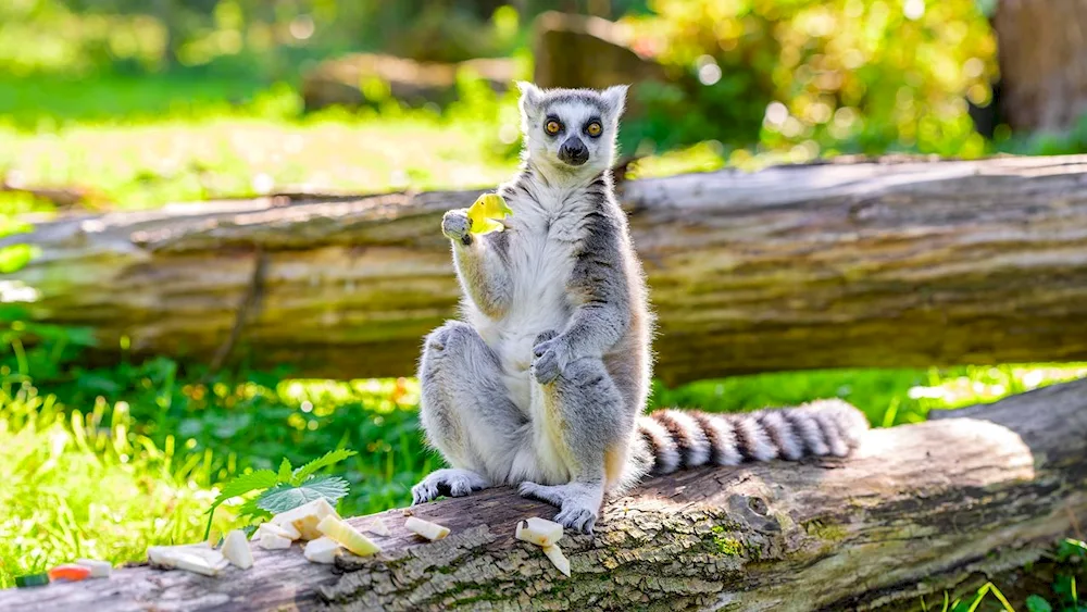 Senegalese galago