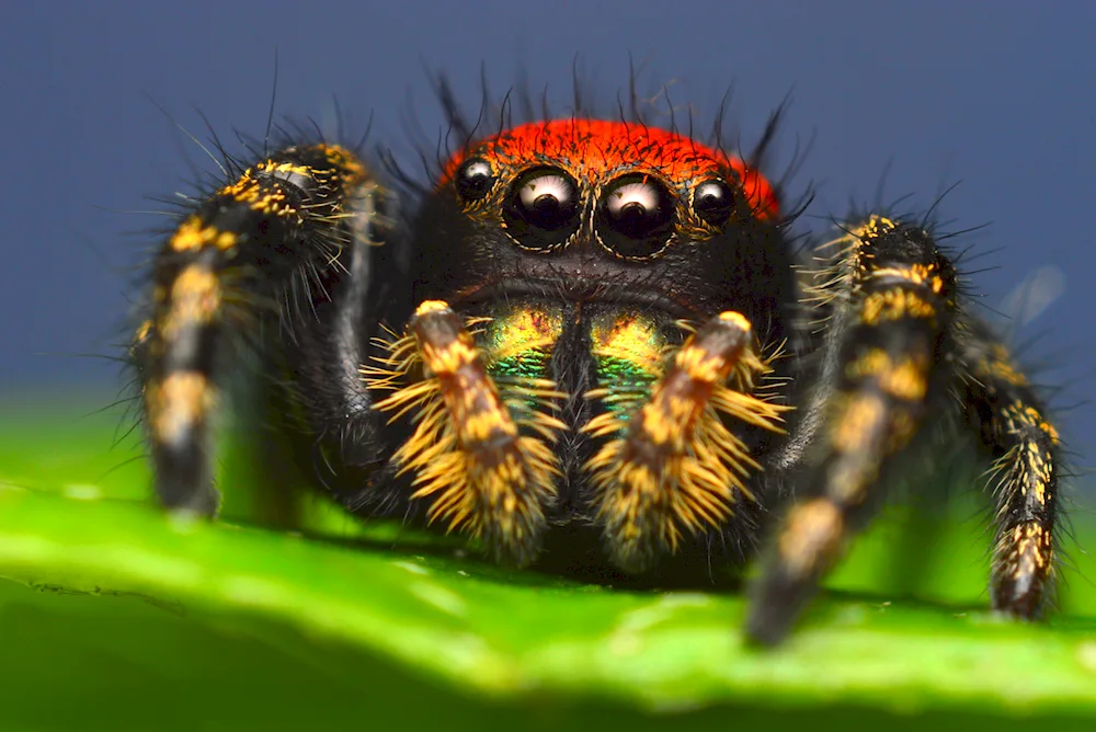 King spider Chromatopelma cyaneopubescens.