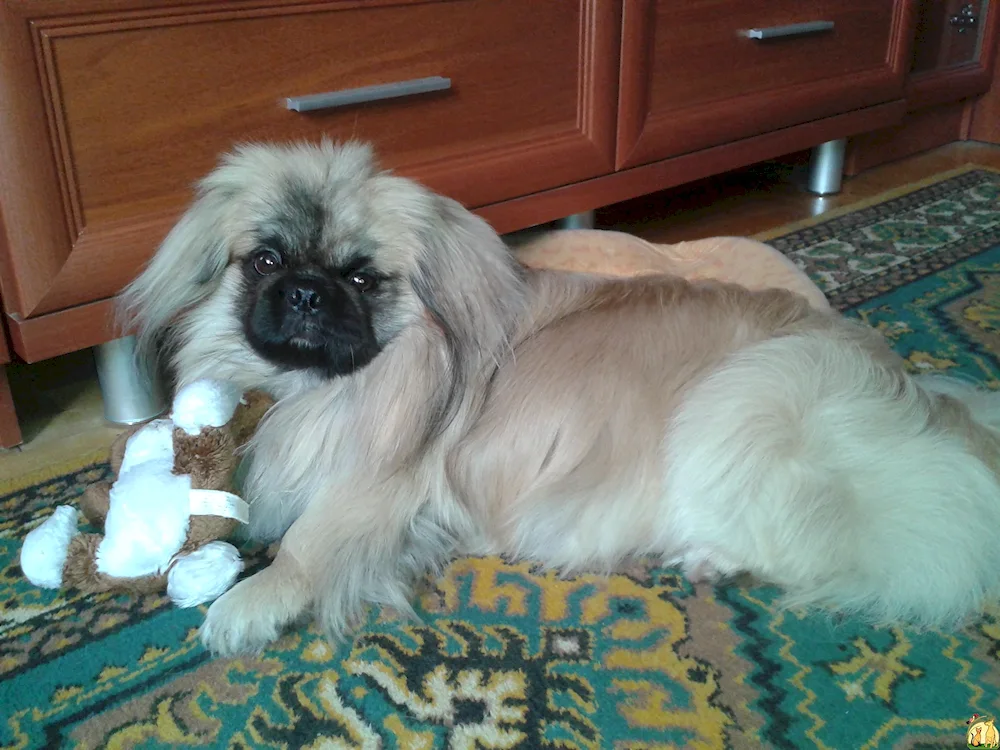 Pekingese