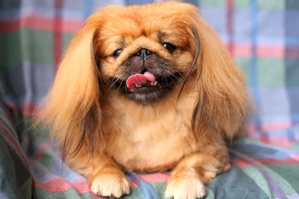 Pekingese