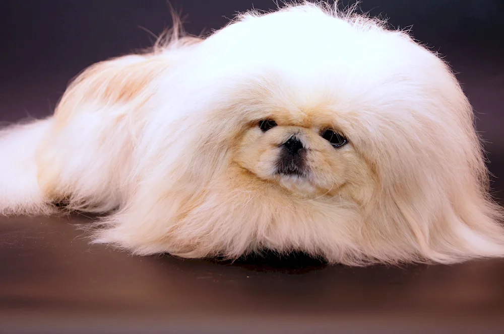 Pekingese white