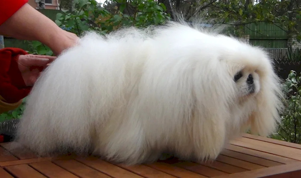 King's Pekingese white