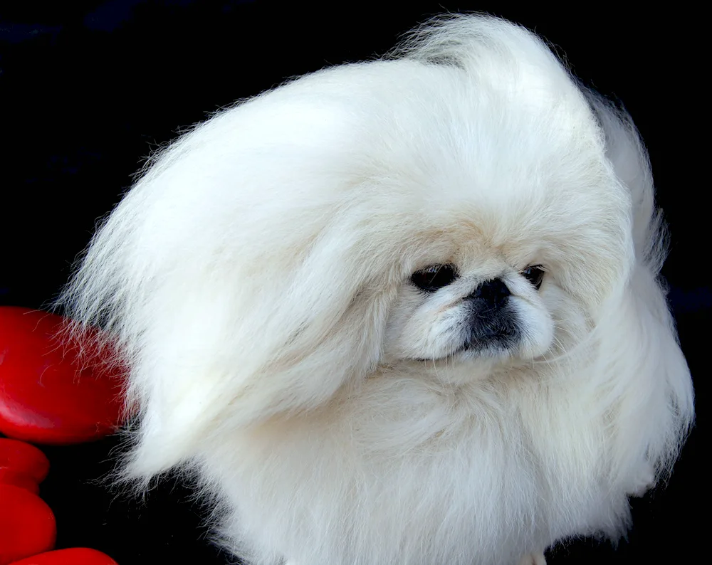 King's Pekingese white