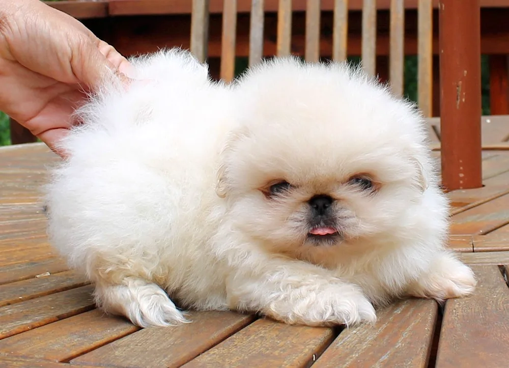 King's Pekingese white. white