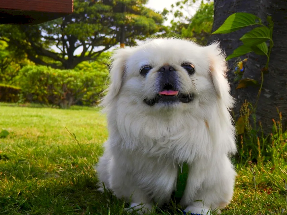 Royal Pekingese white