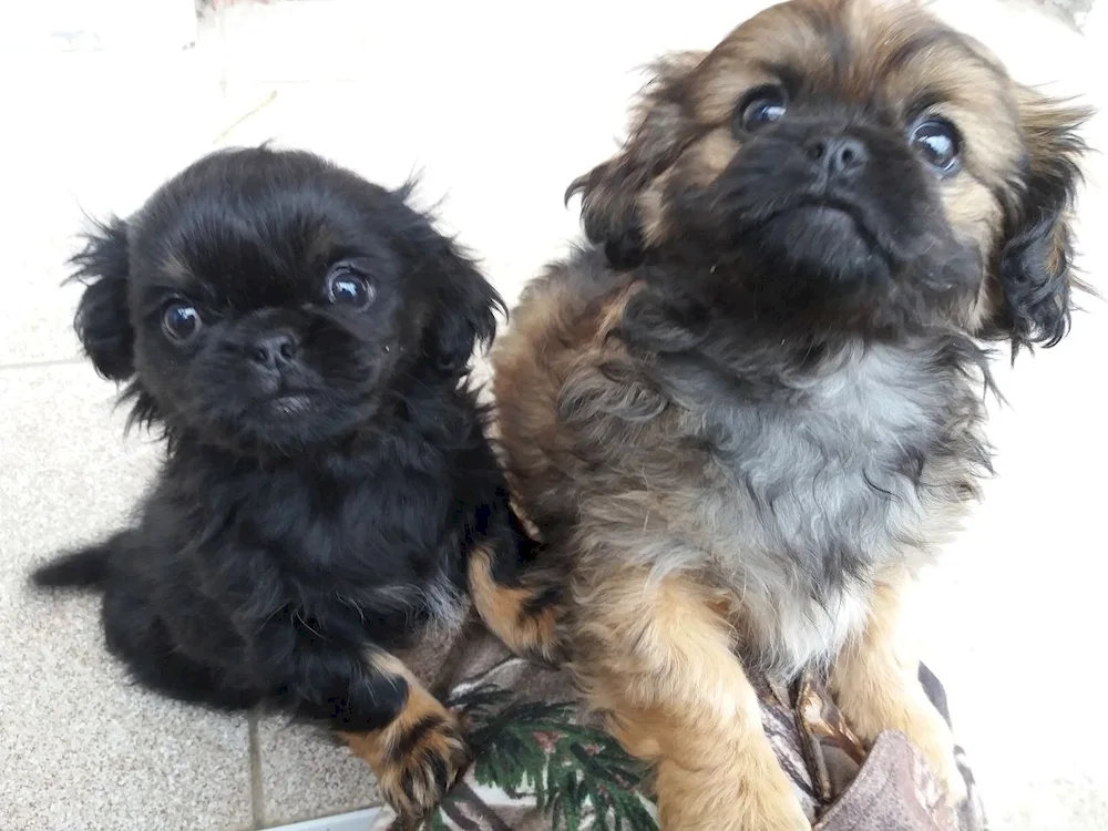 Pekingese