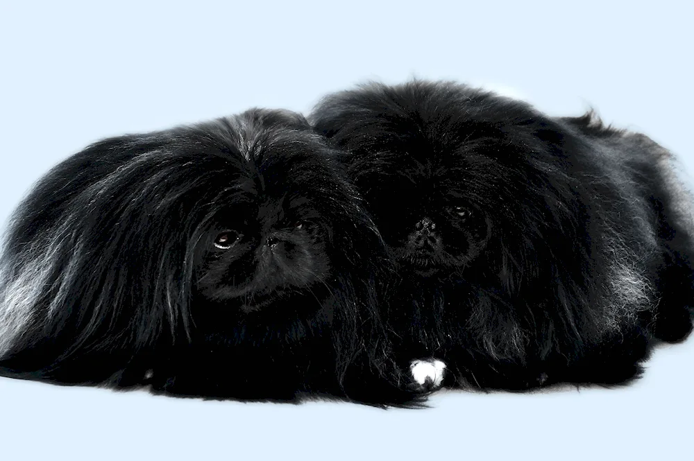 Dog Pekingese