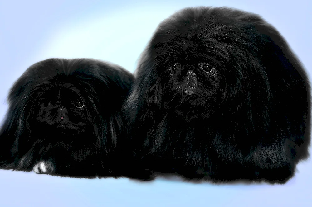 Tibetan spaniel