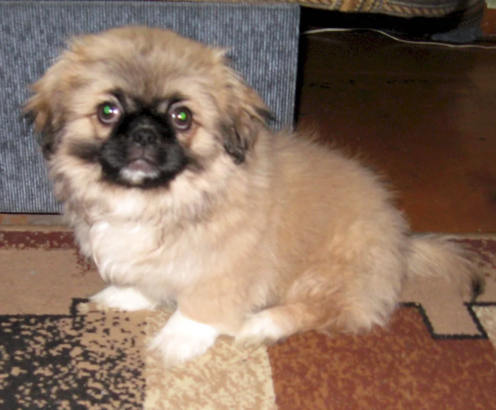 King Pekingese Métis