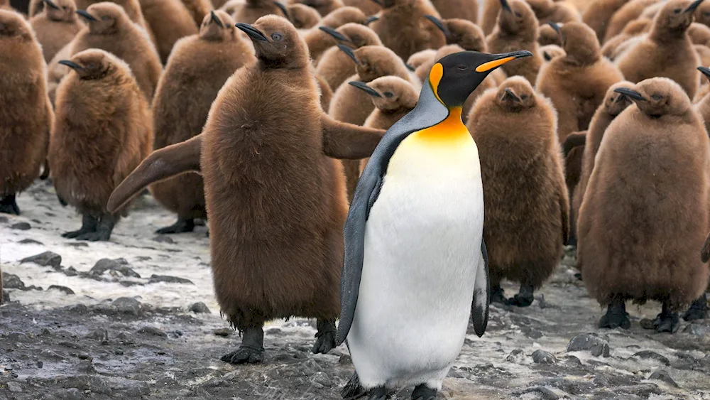 King Penguin Aptenodytes patagonicus