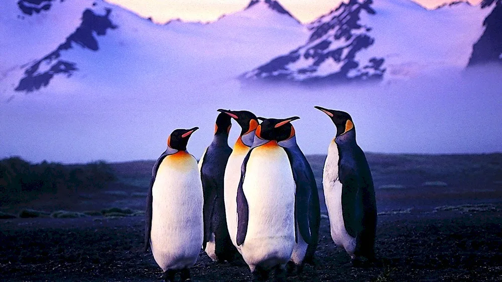 King Penguin in Antarctica