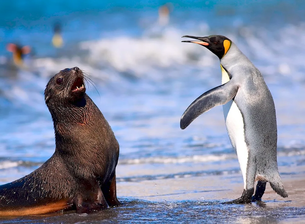 Kings Penguin in Antarctica