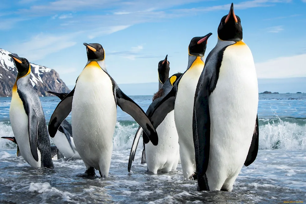 Kings Penguin in Antarctica