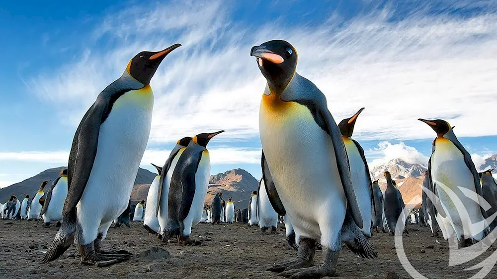 Kings Penguin in Antarctica. Antarctica