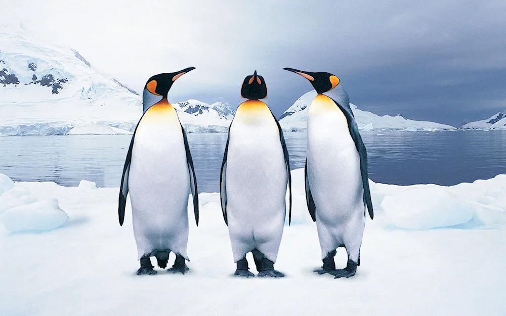 King Penguin in Antarctica