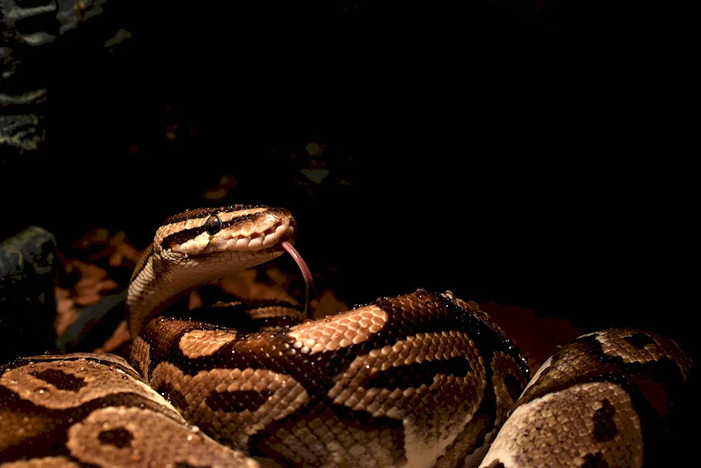 King python