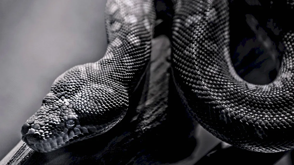 King Python black