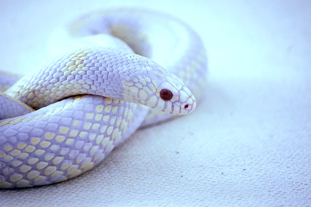 King python leucistic