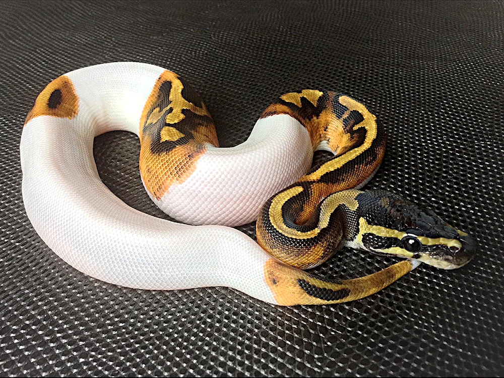 Cobra albino