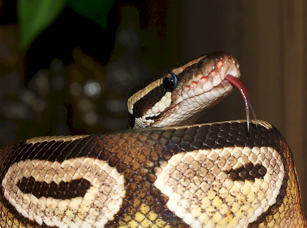 Brazilian rainbow boa