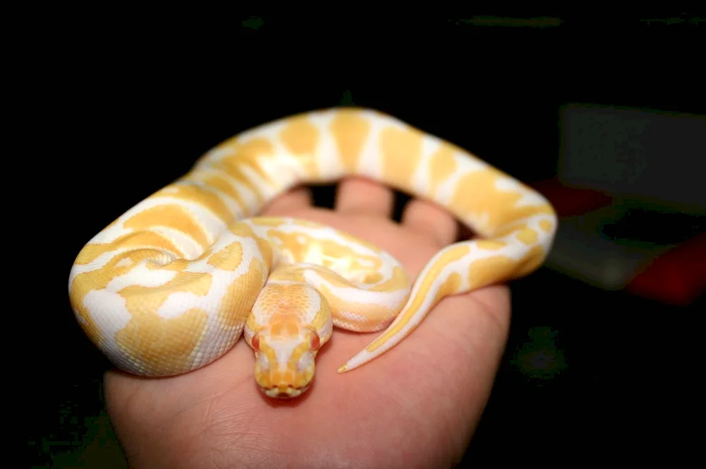 Royal python Regius