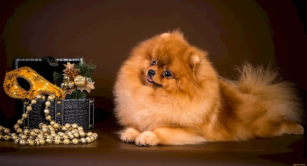 Pomeranian Spitz