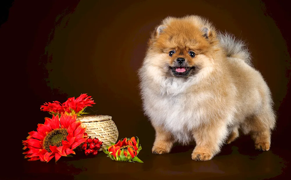 Pomeranian Spitz dogs white
