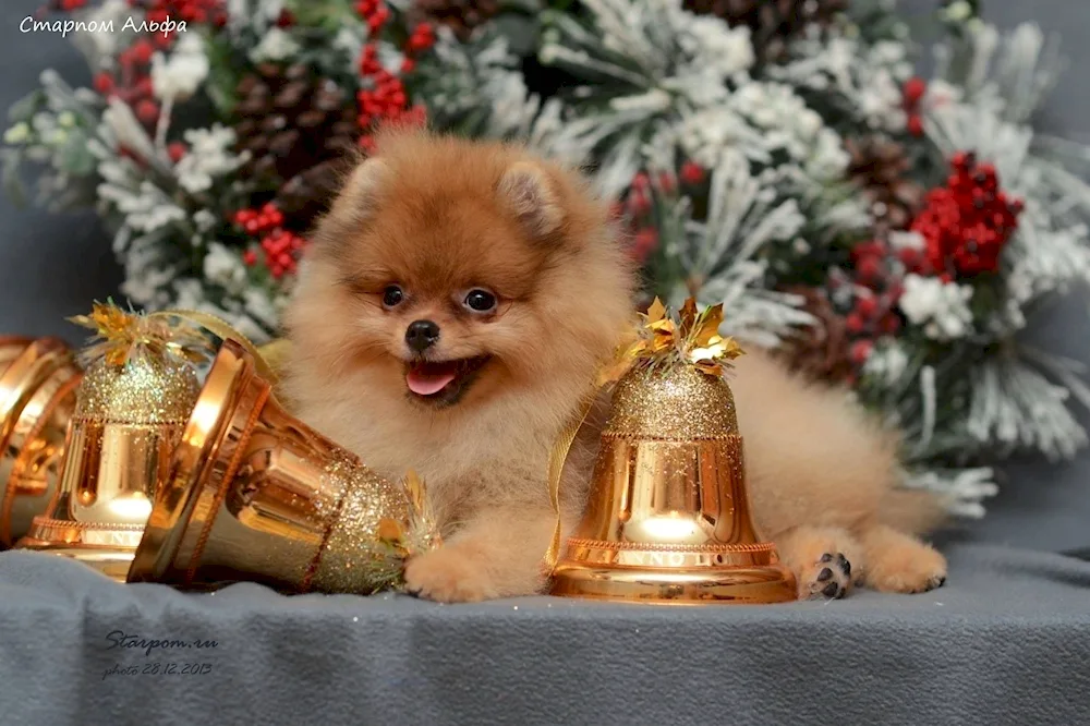 Pomeranian Spitz