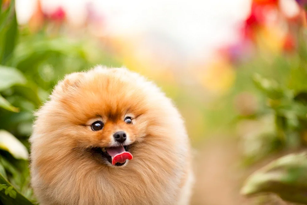 Little Pomeranian Spitz