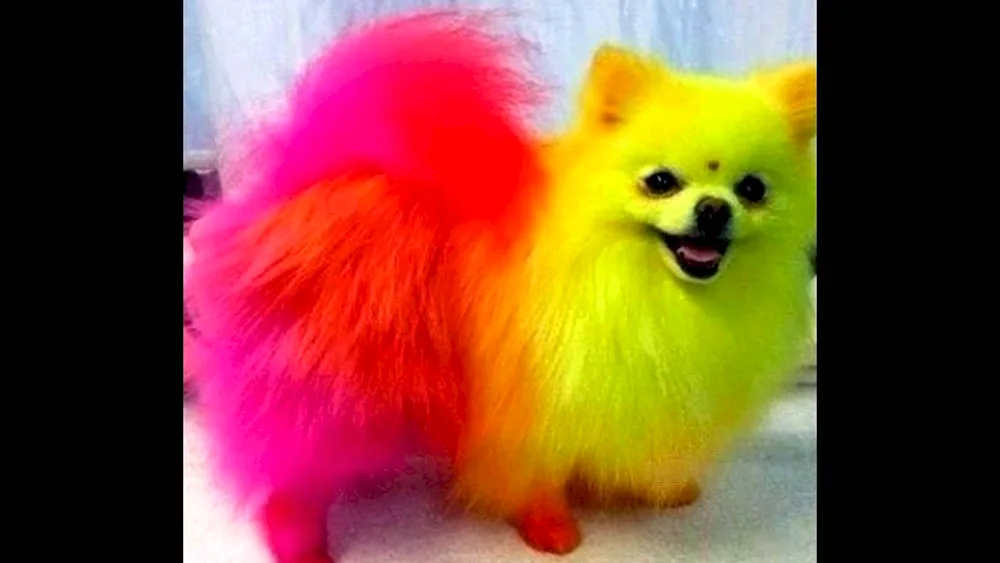 Pomeranian Dwarf Spitz