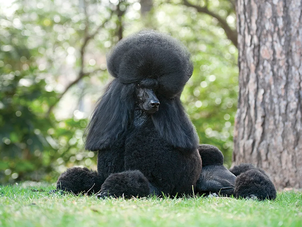 Carolian poodle black