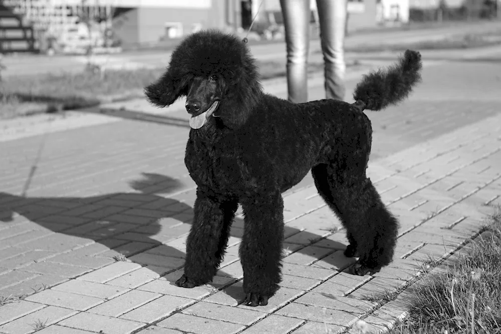 Black poodle