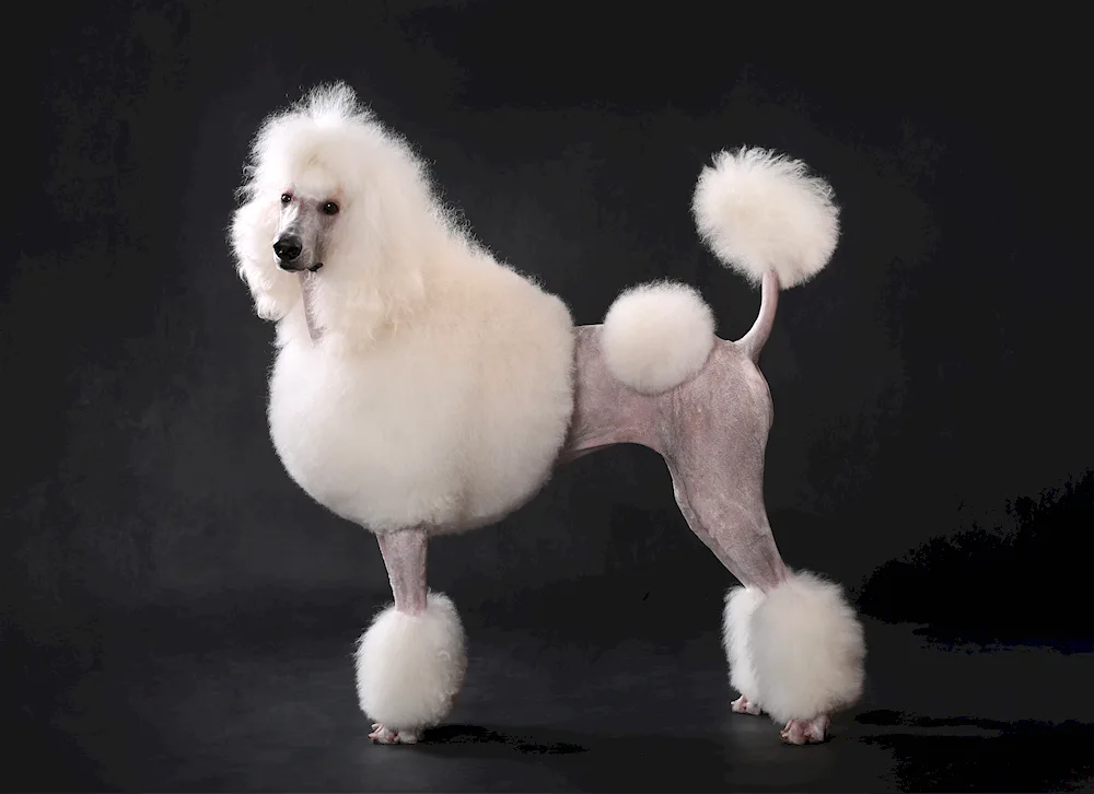 King poodle