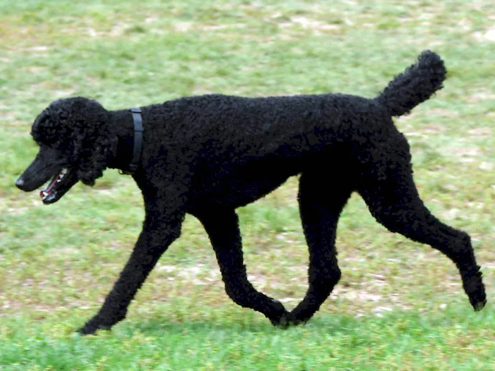 Curly Royal Poodle black poodle black