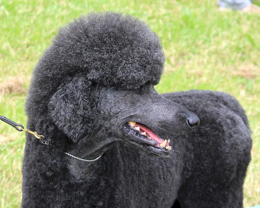 Poodle and spaniel mix