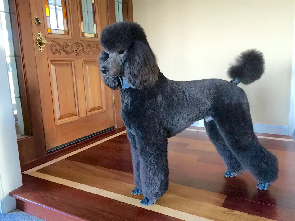 Kingdom Poodle poodle grooming