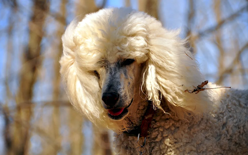 Dwarf Pomeranian poodle